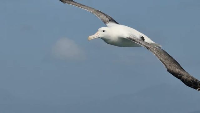ГОВОРЯЩИЙ АЛЬБАТРОС. Соседи по планете смотреть онлайн