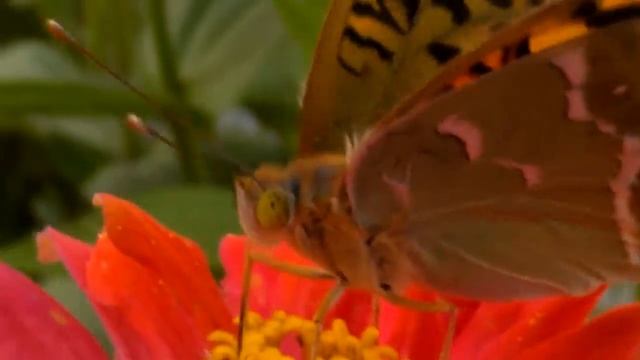 Снято на HTC Sensation - Вальс с цветами)) смотреть онлайн