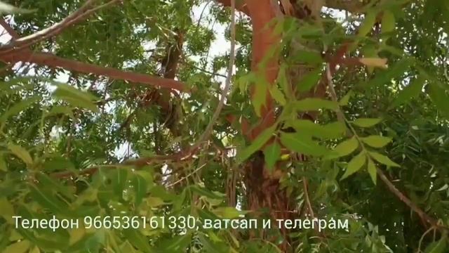 Рабочая виза в Саудовскую Аравию. Как заехать в Саудию с семьей смотреть онлайн