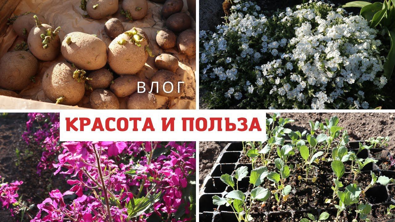 В этом году капусты больше, чем картошки... К чему бы это? Луннария, флокс шиловидный, тюльпаны смотреть онлайн