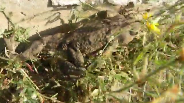 DSCN7269 серая жаба смотреть онлайн