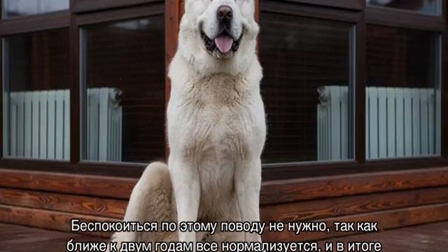 Алабай: вес взрослой собаки и щенка по месяцам смотреть онлайн