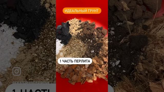 Идеальный грунт для монстер, филодендронов и других ароидных смотреть онлайн