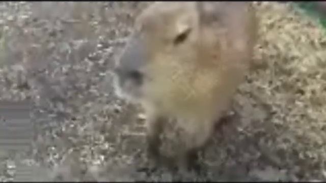 Capybara Aggression смотреть онлайн