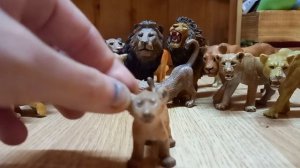 Вся коллекция диких кошек за 3 года!!!🦁🐯🐆