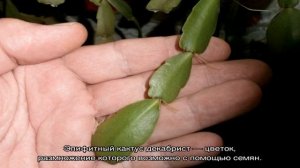 Как размножить декабрист в домашних условиях: примеры без корней и листочками