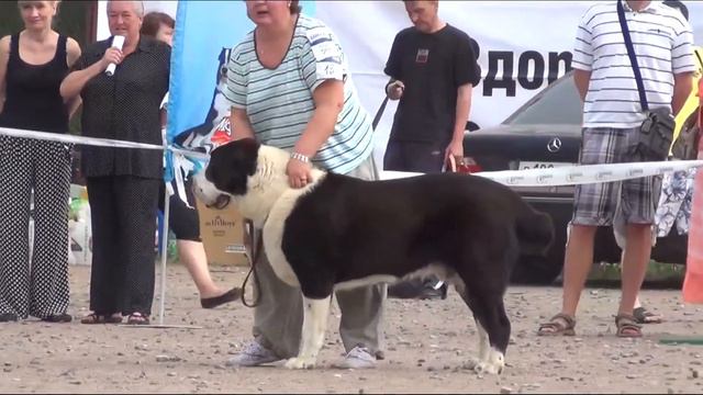 Выставка алабаев.СПб 25.05.2014. Промежуточный - кобели. смотреть онлайн