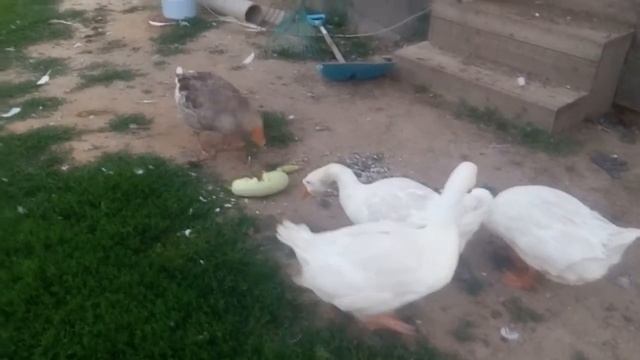 Как легко гуси справляются с цельным кабачком смотреть онлайн
