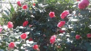 Плетистая роза Маритим