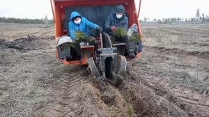 Посадка леса. Как работает МЛУ-1А. Машина лесопосадочная универсальная