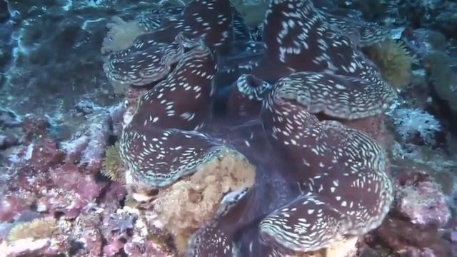 Giant Clam Tridacna gigas Reef Reality Episode 8 смотреть онлайн