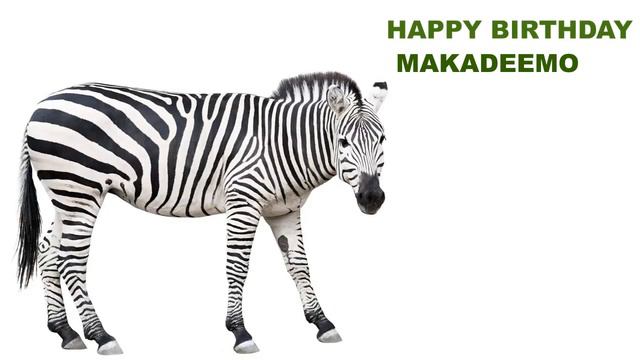 Makadeemo Animals & Animales - Happy Birthday смотреть онлайн