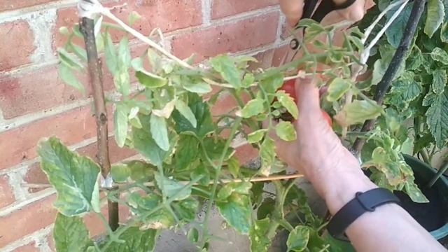 Томат Комнатный сюрприз. Снимаем урожай. #томаты смотреть онлайн