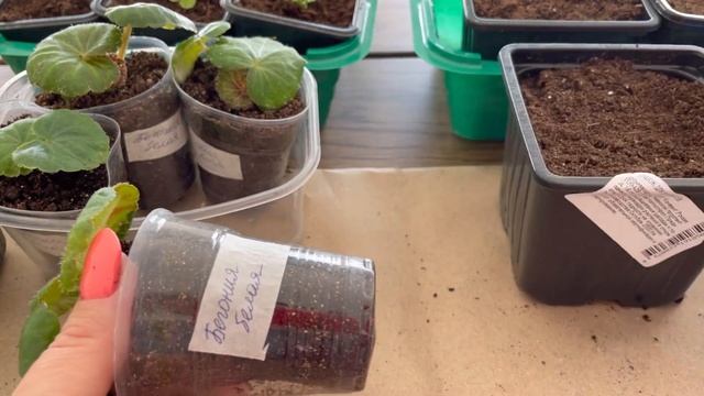 29.03.2021. Пересадка кустовой лобелии. Перевалка клубневой бегонии из семян. смотреть онлайн