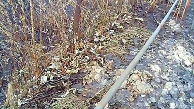 МАЛИНА. Как увеличить урожай с куста. Эксперимент смотреть онлайн
