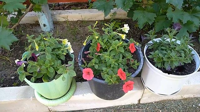 Петуния, правила обильного цветения смотреть онлайн