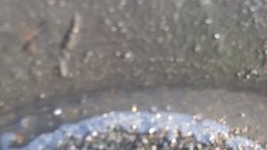 золотая пыль в лотке,
поиск золота с Григорьевым!!!!