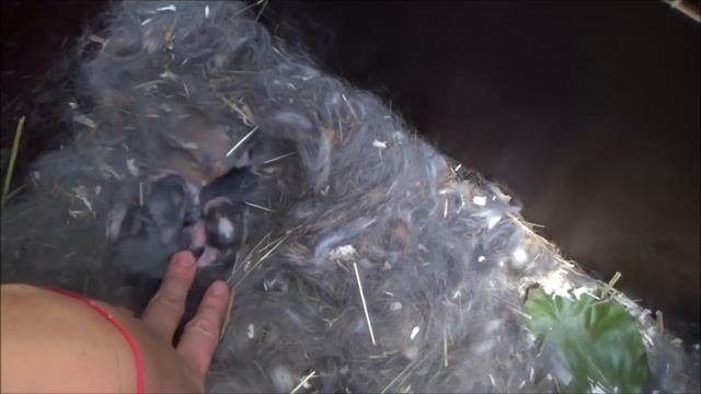 Спасаю кроликов от нашествия крыс. Крысы пытаются сожрать кроликов. Как избавиться от крыс. смотреть онлайн