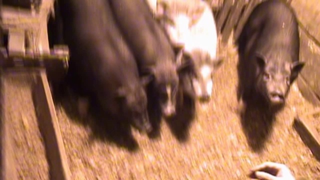 Свиня смотреть онлайн