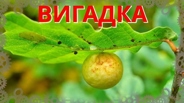 Вигадка чи Правда І Мурахи вирощують яблука надубах? смотреть онлайн