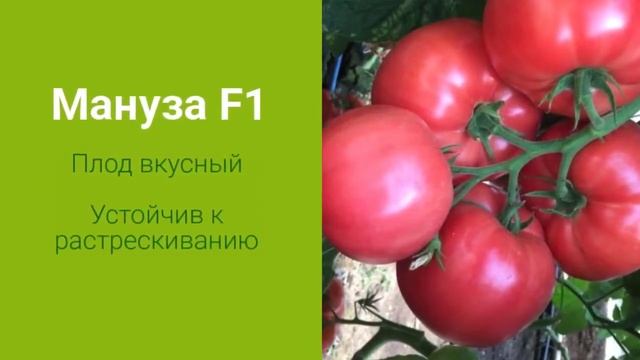 ? Мануза F1 - крупноплодный розовый томат от Райк Цваан смотреть онлайн