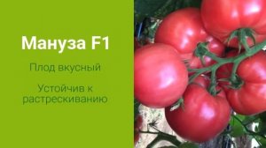 ? Мануза F1 - крупноплодный розовый томат от Райк Цваан