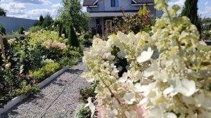 Гортензия Ванилла Фрейз | Обзор сорта гортензии Ванилла Фрейз | Как определить сорт гортензии