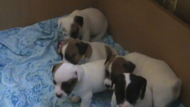 Джек-рассел терьер. Мальчишки.Продам смотреть онлайн