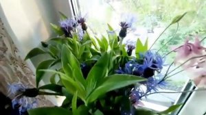 БА ДАХОН ГИРИФТАНИ ШАРМГОХИ МАРД барои  зан ЧОИЗАЙ? Бо кадом тарик...