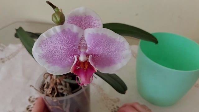 Мучнистый червец на орхидее. Ха-ха-ха! я его победила!) смотреть онлайн