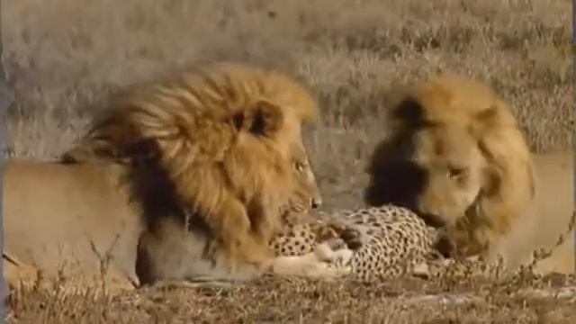 Лев против Леопарда смотреть онлайн