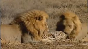 Лев против Леопарда