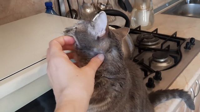 Шаме 10 лет! Поздравления! смотреть онлайн