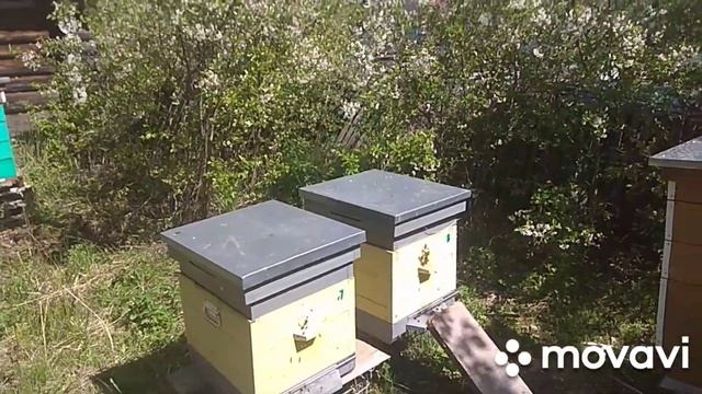 Майский мёд в июне.Бакфаст роится 1÷3 смотреть онлайн