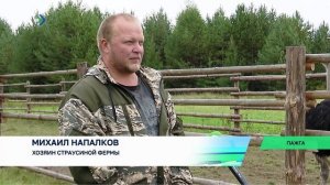 В Пажге разводят страусов – есть как австралийские Эму, так и африканские малыши