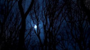 Ночной лес / Night forest | Звуки релакса / Sounds of relaxation