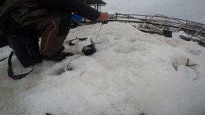 Надо менять технику рыбалки.Двое пожилых рыбаков показали принцип ловли на трупик.