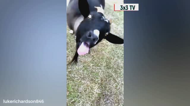 Лучшая подборка с собаками и животными NEW смотреть онлайн