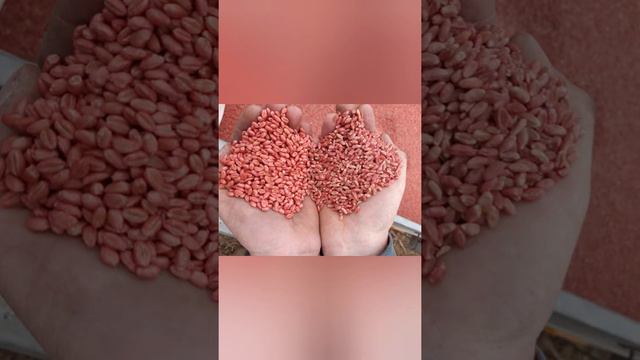 Ostatni taki skład w sezonie 2020, czyli siew pszenicy po soi. смотреть онлайн