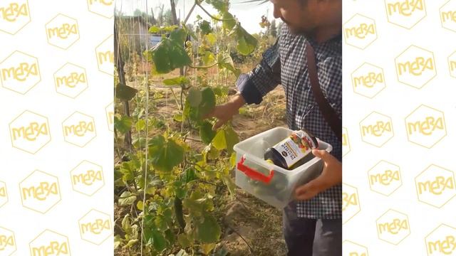 Огурцы плодоносят до заморозков 4 месяца подряд смотреть онлайн