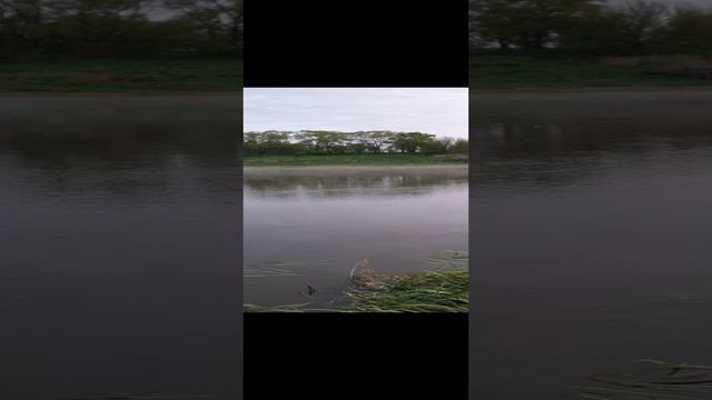 Рыбалка. Утро. Река Дон.