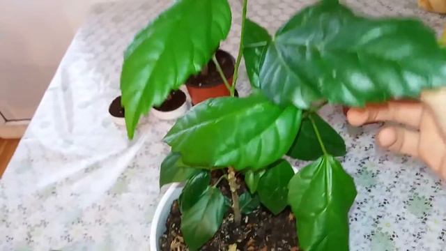 Plantele mele s-au actualizat #2 / My plants have been updated #2 смотреть онлайн