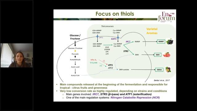 Selection of Yeasts and Fermentation Conditions for the Production of Sauvignon Blanc Wines - Part смотреть онлайн