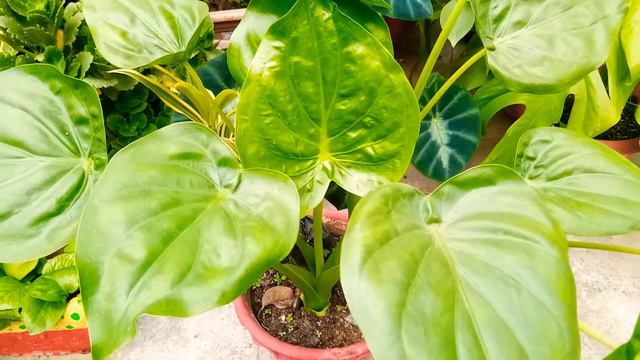 Alocasia cucullata plant care and tips for grow//Anmol Nature смотреть онлайн