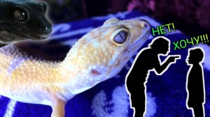 КАК УГОВОРИТЬ РОДИТЕЛЕЙ КУПИТЬ ЭУБЛЕФАРА