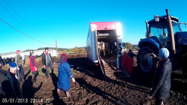 Продажа КРС С Доставкой по РФ и СНГ! смотреть онлайн