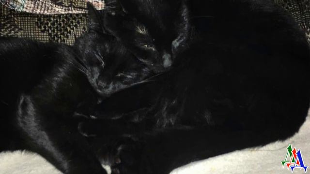 Слепой ЕНОТ привел двух КОТЯТ к человеку и этим спас малышам жизни