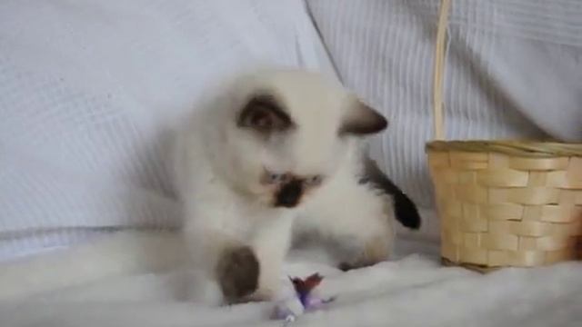 Британский котенок шоколад поинт в питомнике British House кот Арктур смотреть онлайн