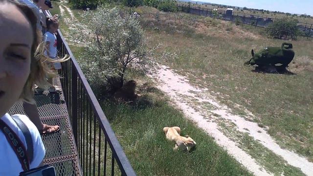 ПАРК ЛЬВОВ ТАЙГАН ПРОДОЛЖЕНИЕ 🦁🐯 смотреть онлайн
