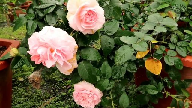 Hồng ngoại Miranda rose | Hoa hồng David Austin tuyệt đẹp смотреть онлайн